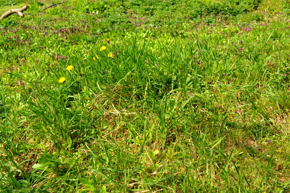 Flowers in the garden