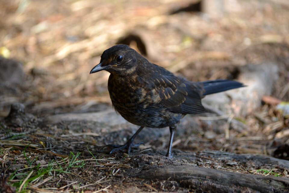 Brown beak eyes photo