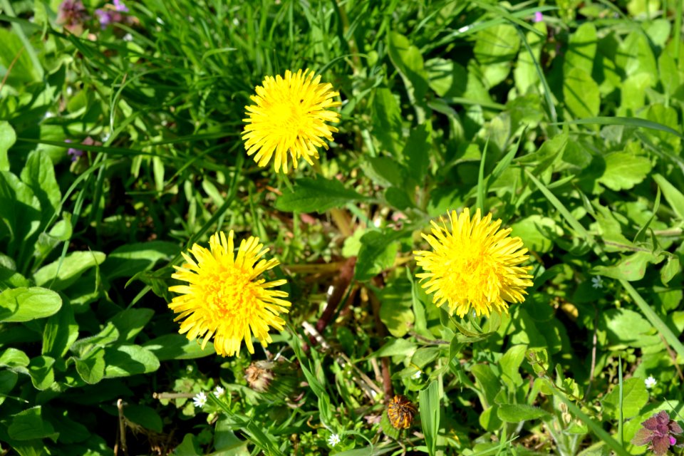 Flowers in the garden