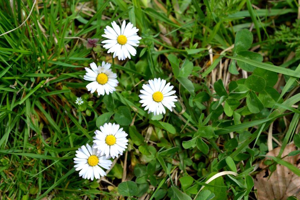 Flowers in the garden