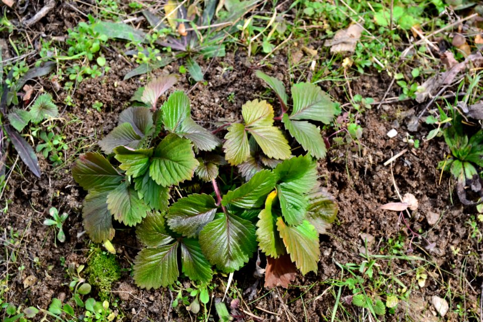 leaves of strawberry