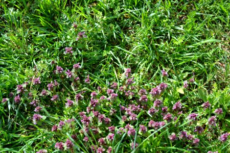 Flowers in the garden
