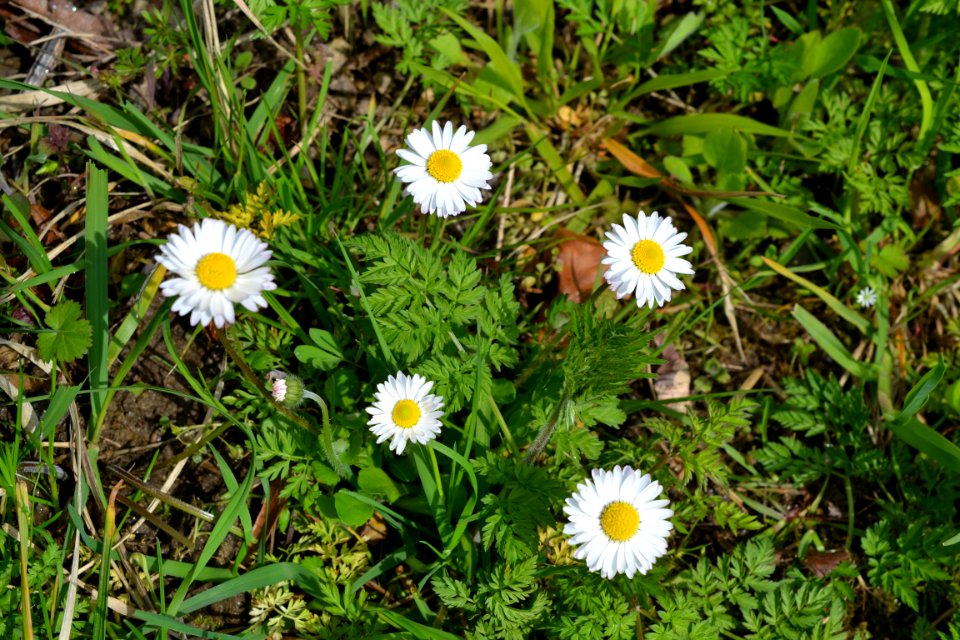 Flowers in the garden