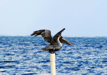 Wild sea water photo