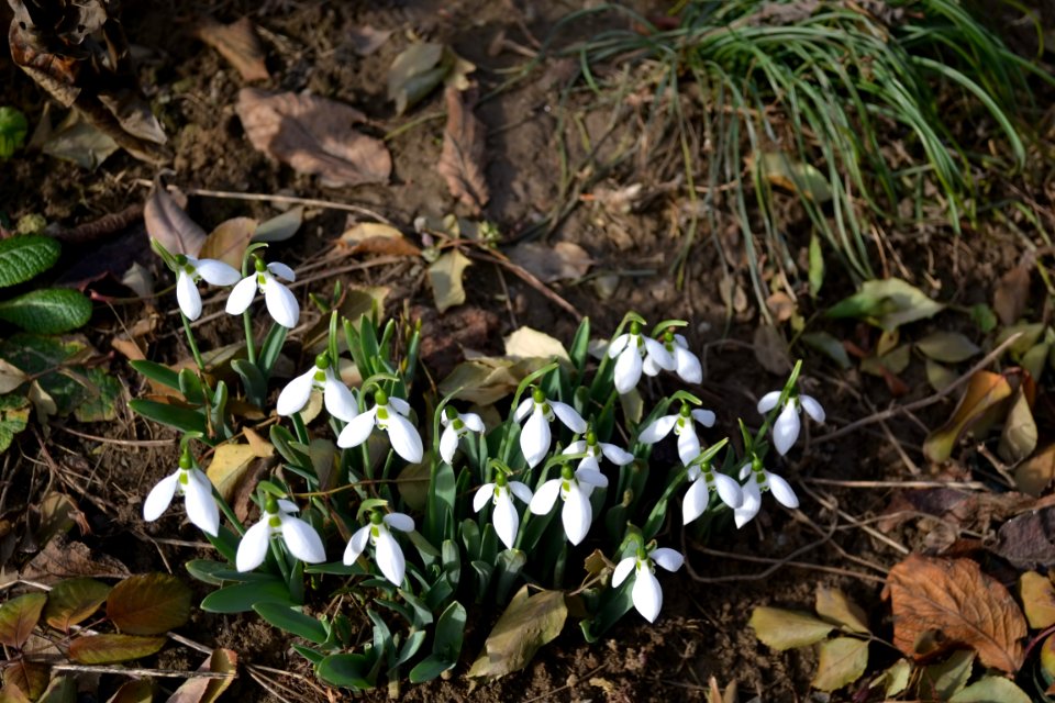 Snowdrops in February