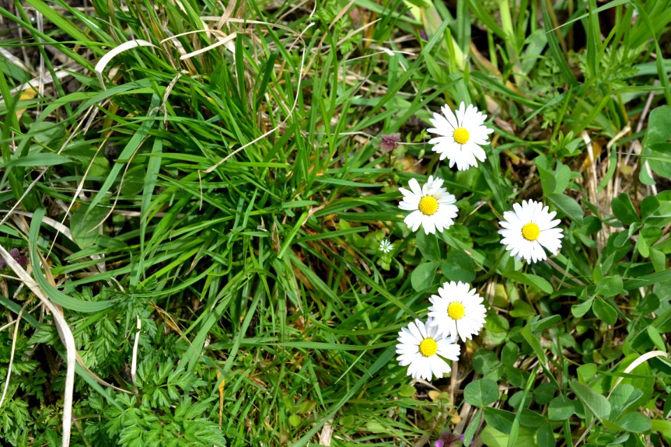 Flowers in the garden