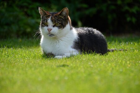 Black white tabby