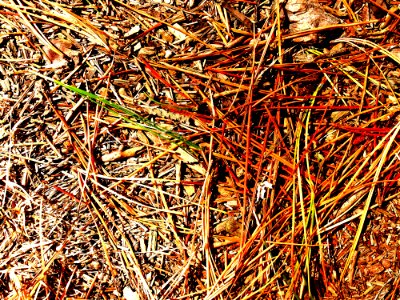 des épines vertes et rouges