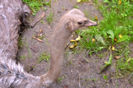 ostrich