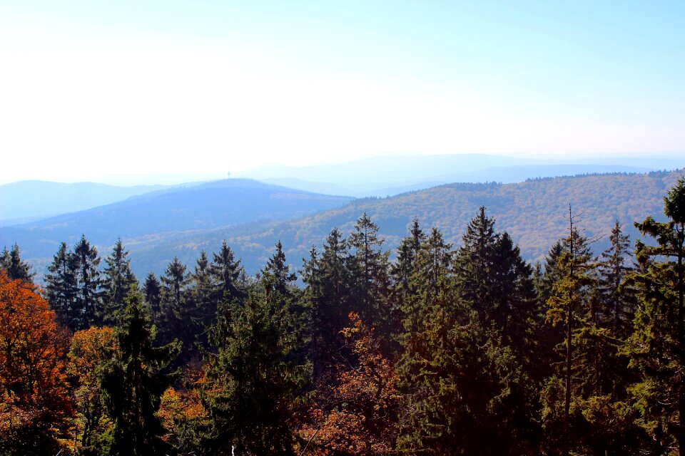 Forest autumn mood landscape
