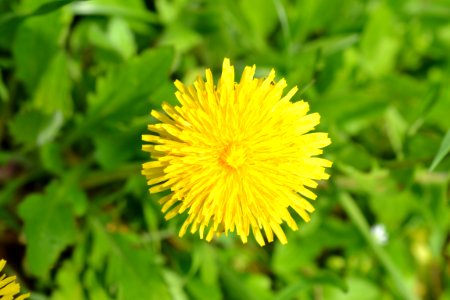 Flowers in the garden