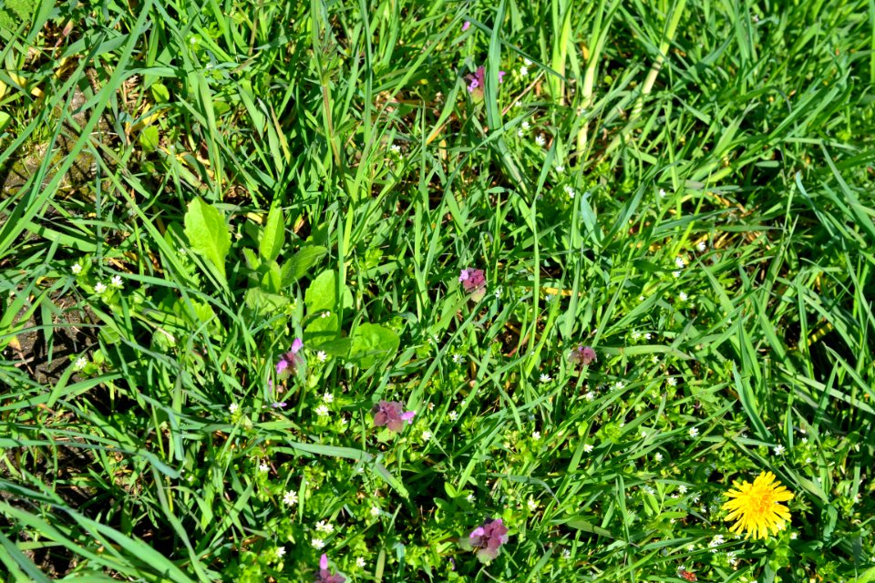 Flowers in the garden