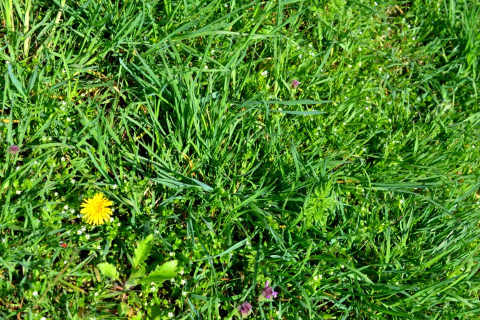 Flowers in the garden