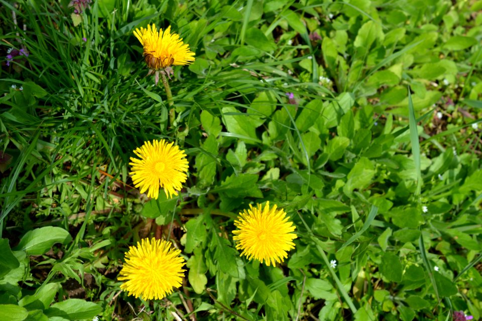 Flowers in the garden