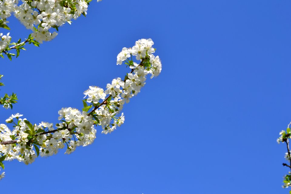 Blooming trees