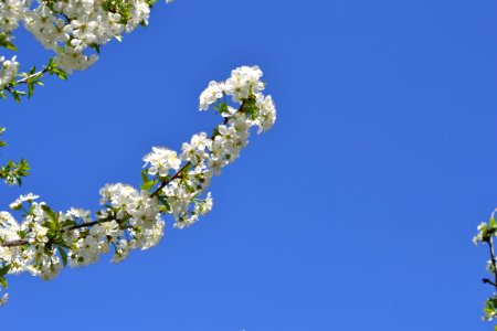 Blooming trees