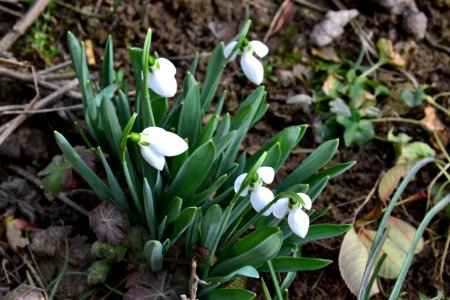 Snowdrops in February photo