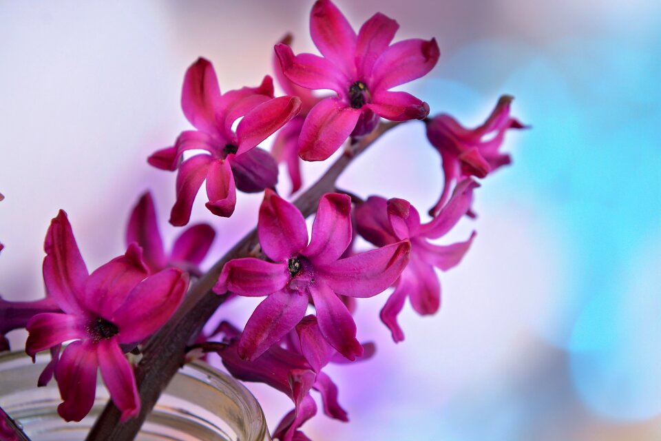Bloom fragrant flower fragrant