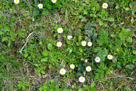 Flowers in the garden