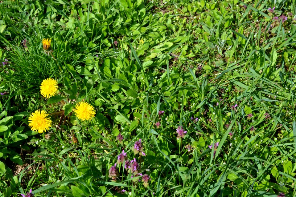 Flowers in the garden