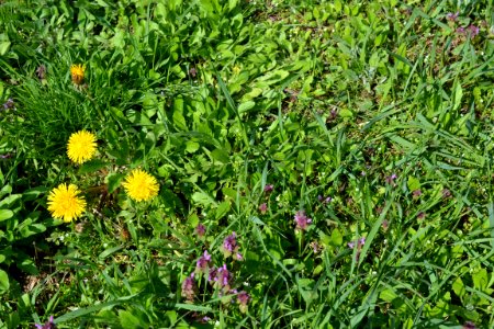 Flowers in the garden