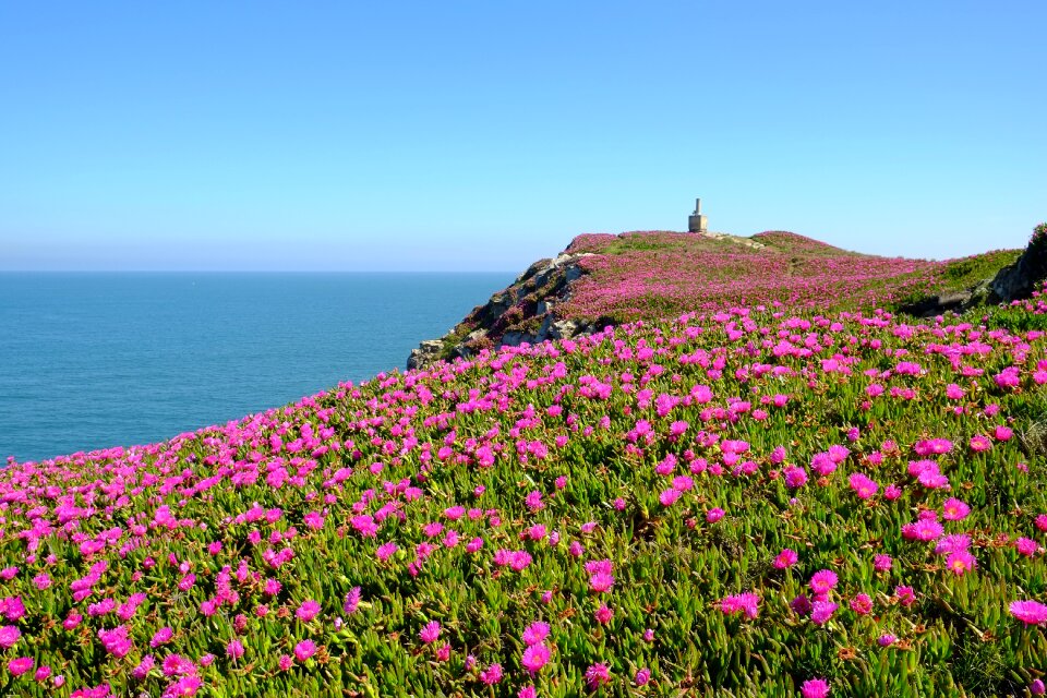 Flowers sea cliff