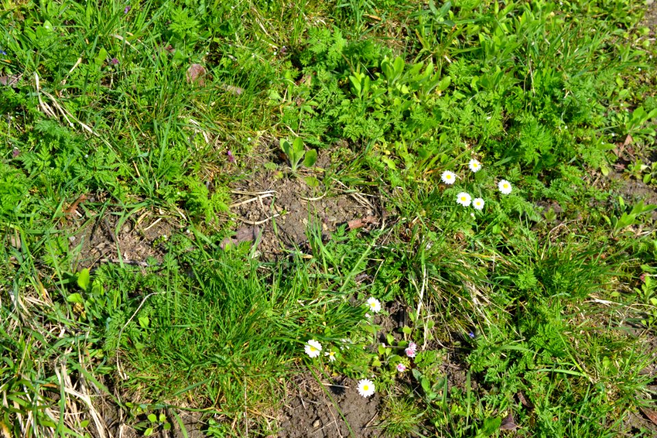 Flowers in the garden