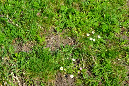 Flowers in the garden