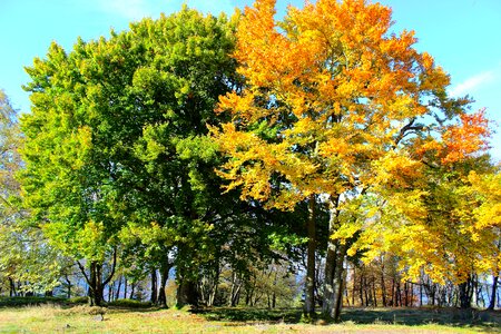Golden autumn fall color autumn colours