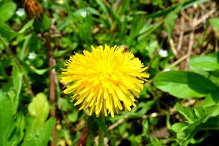 Flowers in the garden