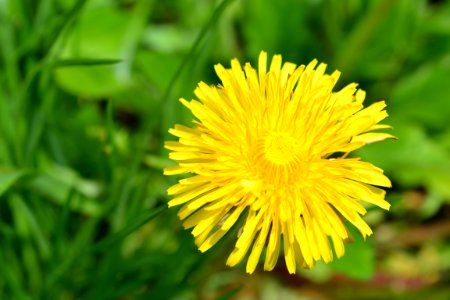 Flowers in the garden