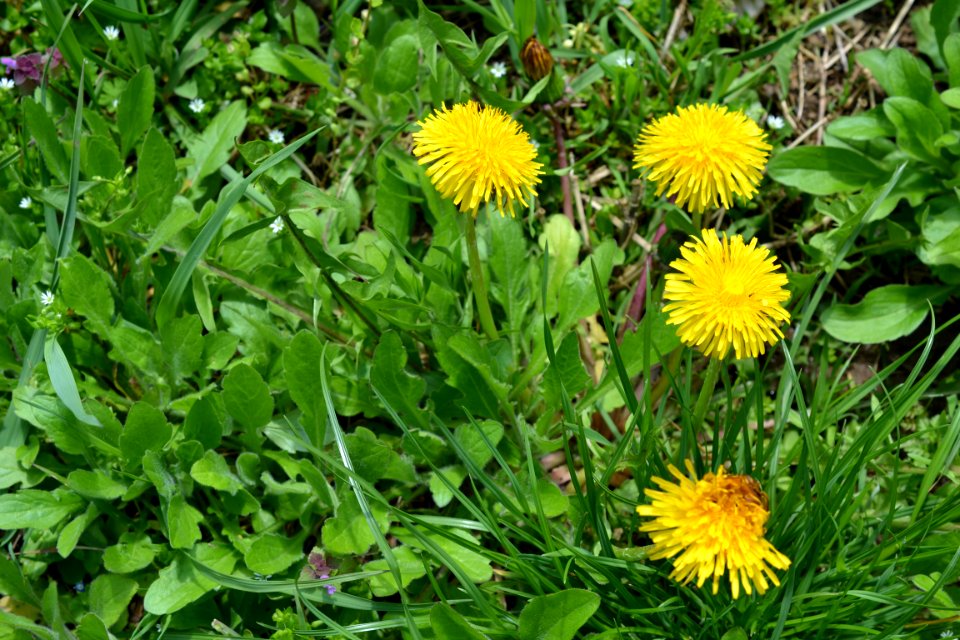 Flowers in the garden