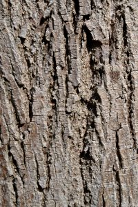 Tree bark