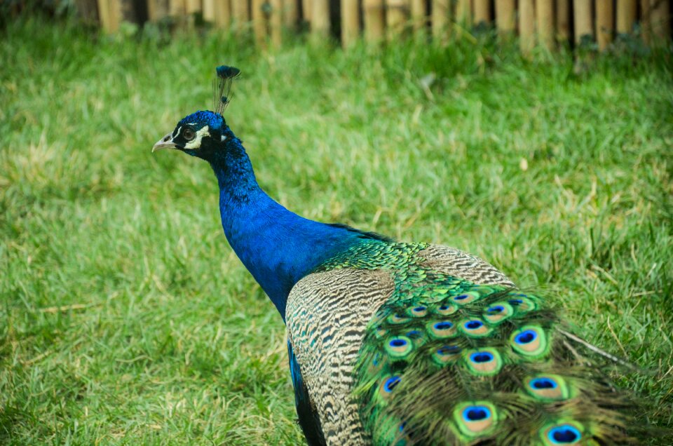 Animal beautiful bird