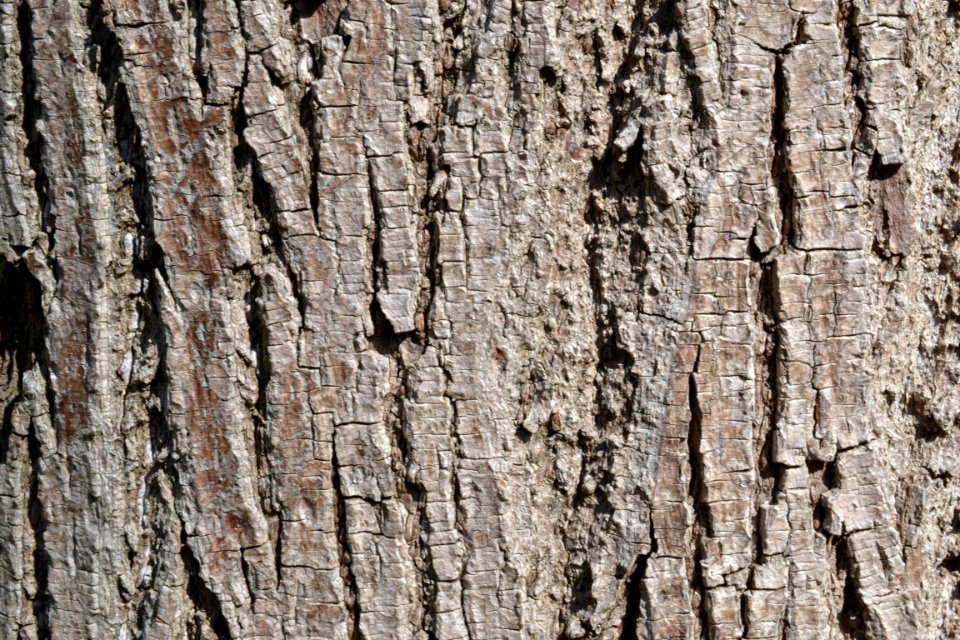 Tree bark