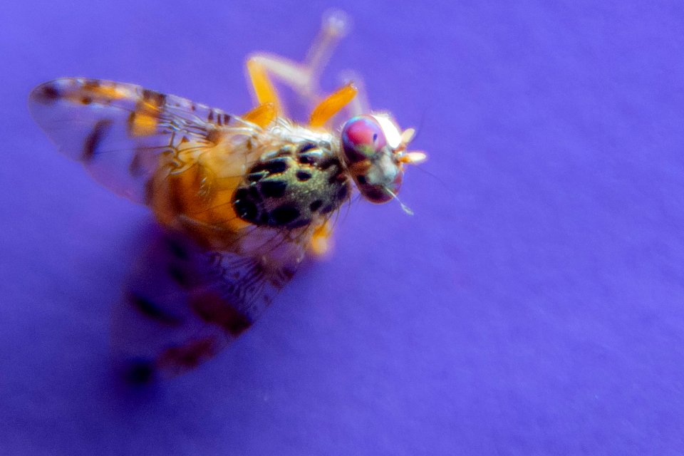 20190417-PJK-APHIS-0660 TONED
