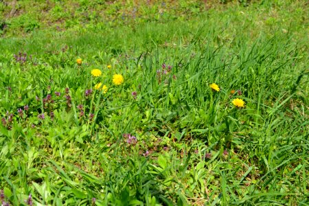 Flowers in the garden