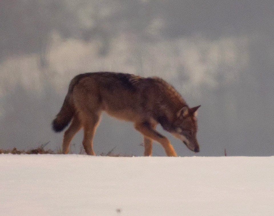 15.02.2013 lucky "lupo solitario" a Medelana, primo appennino bolognese