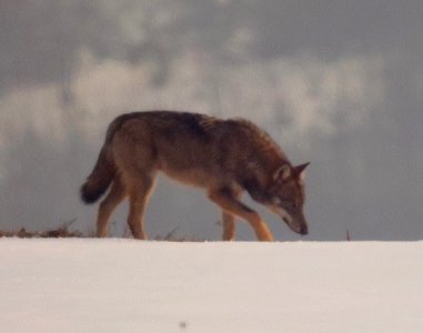 15.02.2013 lucky "lupo solitario" a Medelana, primo appennino bolognese
