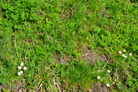 Flowers in the garden