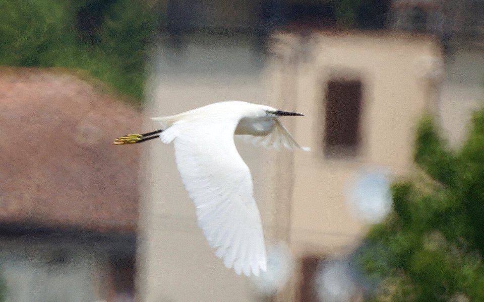 Stiore, Monteveglio, primo appennino bolognese (Sony NEX F3 + MTO 500mm f/8)