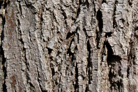 Tree bark