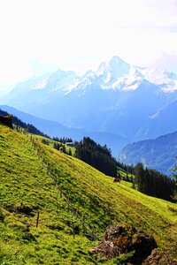 Nature tyrol meadow photo