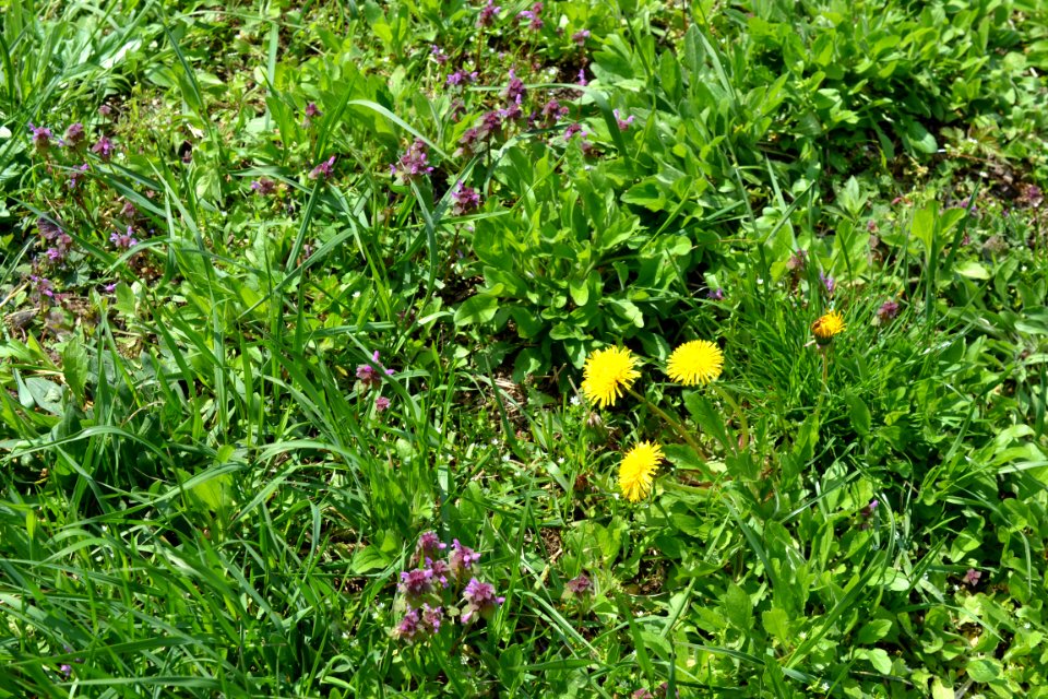 Flowers in the garden
