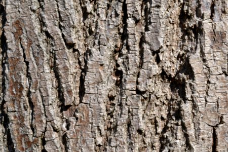 Tree bark