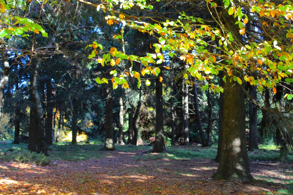 Fall foliage autumn forest trees photo