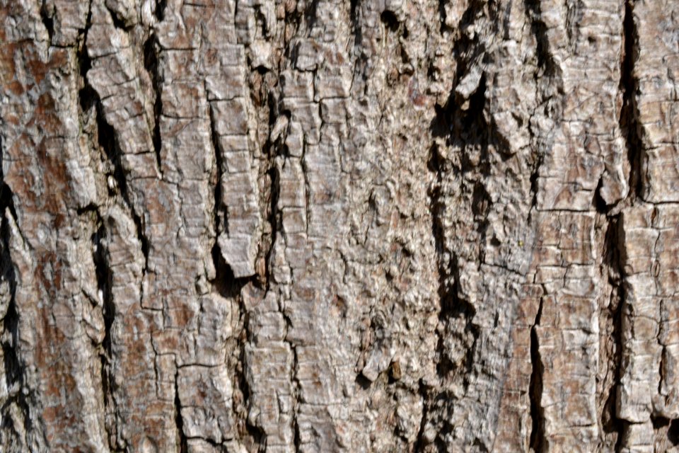 Tree bark