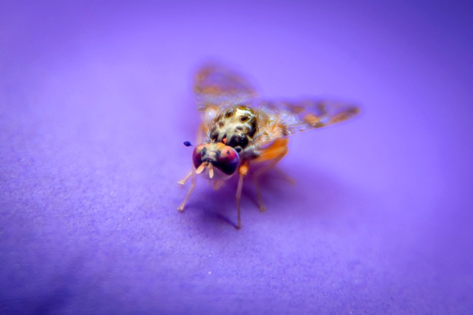 20190417-PJK-APHIS-0708 TONED