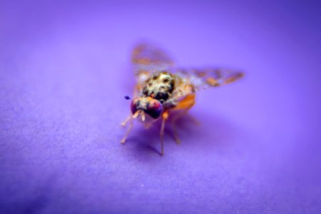 20190417-PJK-APHIS-0708 TONED