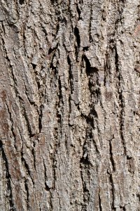 Tree bark